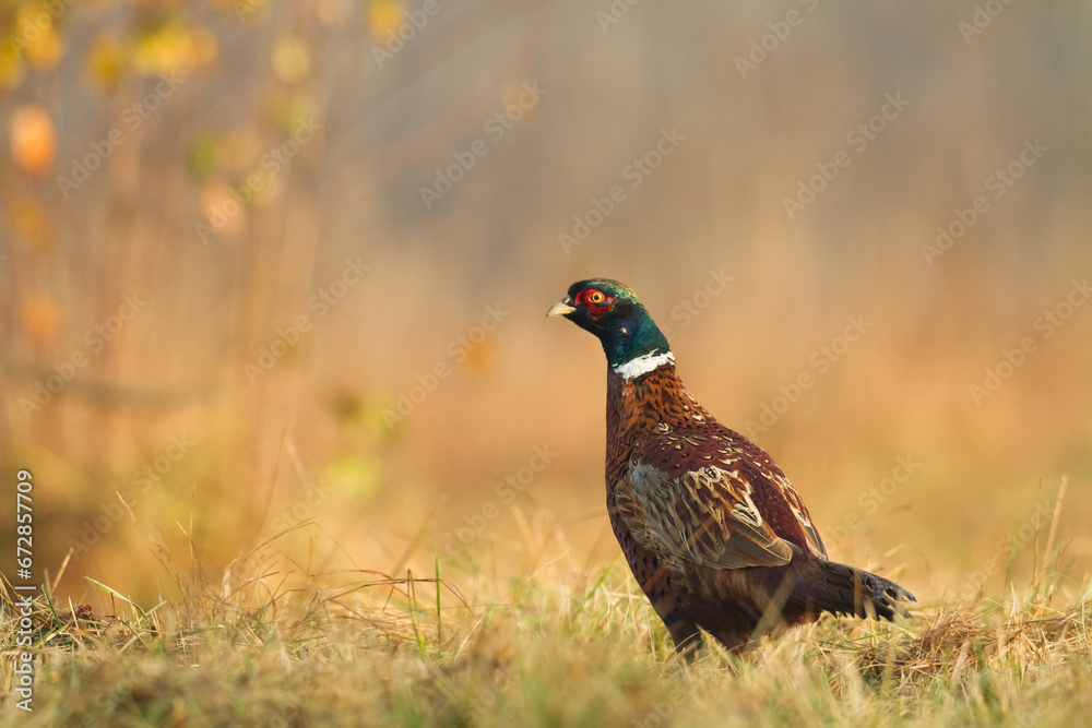 Bird - Common pheasant Phasianus colchius Ring-necked pheasant in natural habitat wildlife Poland Europe
