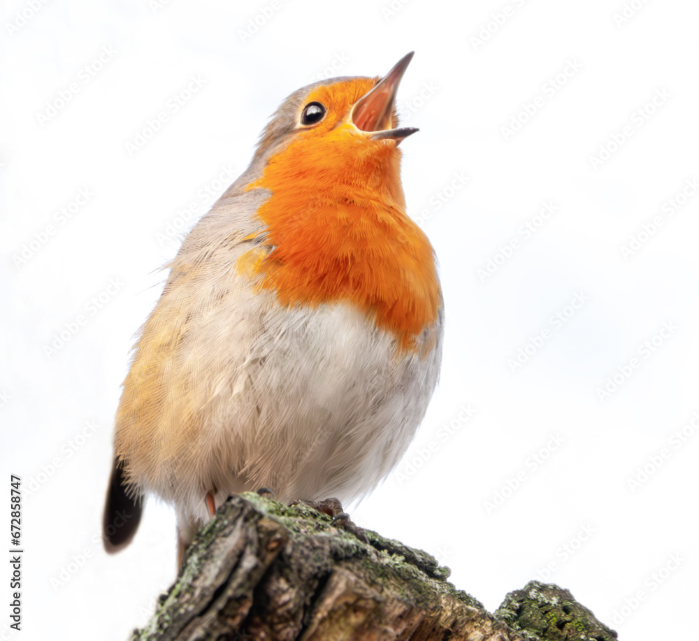 Fototapeta premium Singendes Rotkehlchen