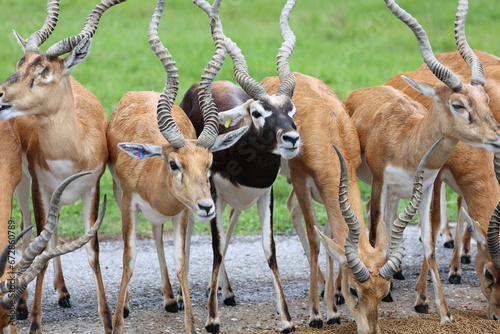 Blackbuck