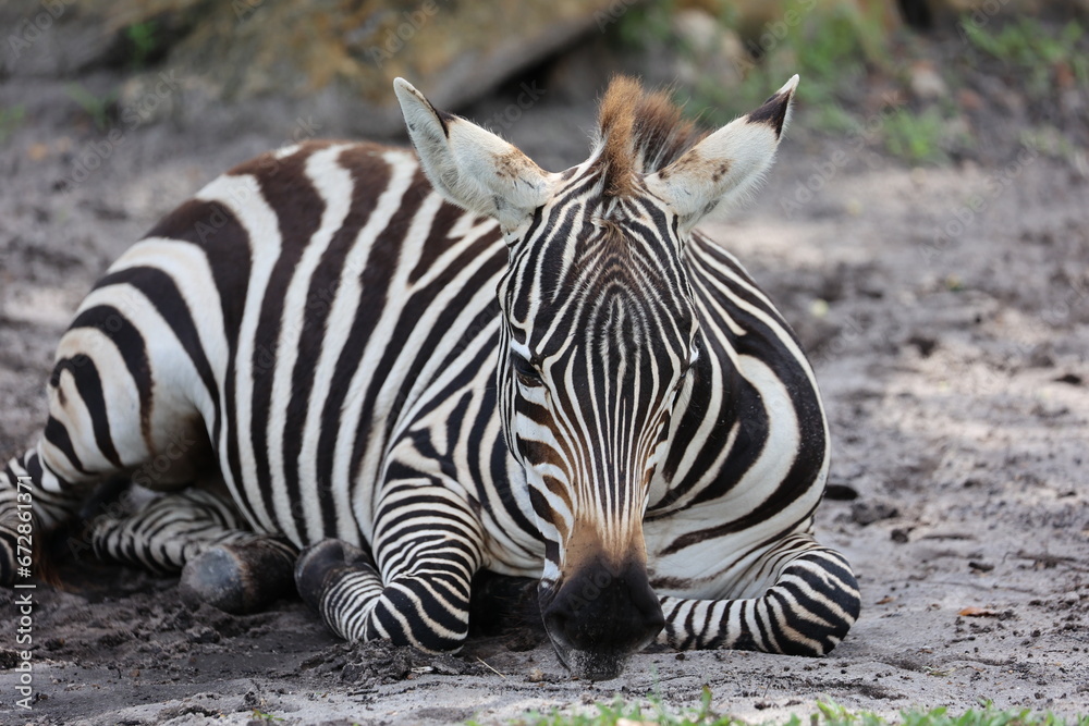 zebra