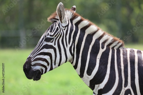 zebra © elvis santana