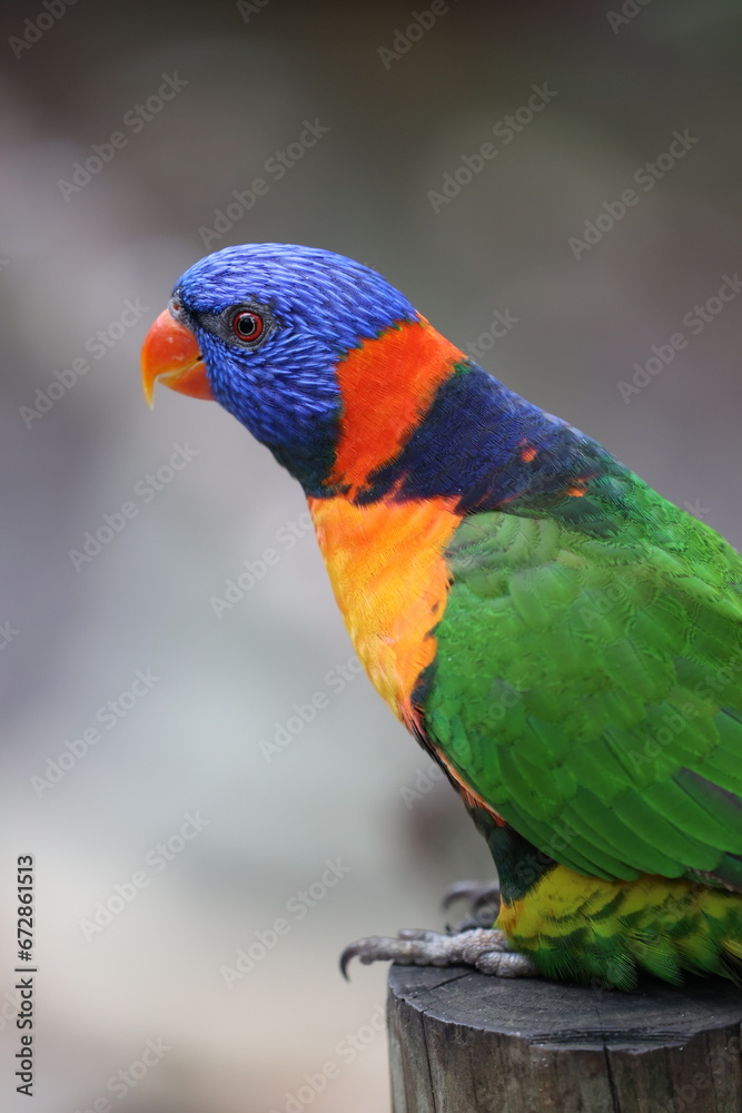 Lorikeet