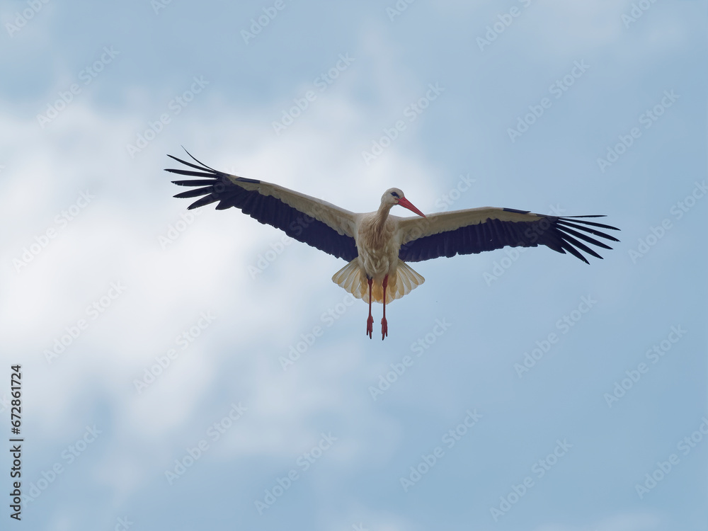 Obraz premium Weissstorch, Ciconia ciconia