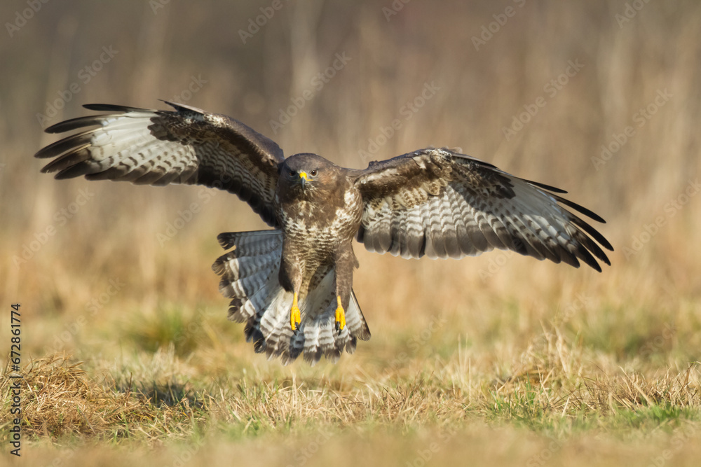 Fototapeta premium landing Common buzzard Buteo buteo in the fields in winter snow, buzzards in natural habitat, hawk bird on the ground, predatory bird close up winter bird