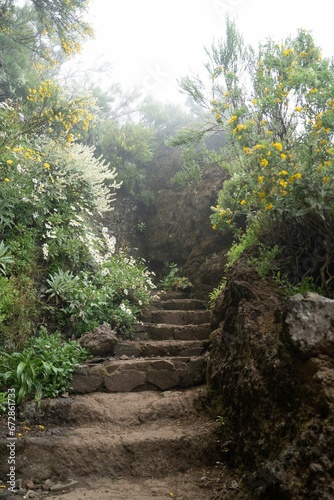 Set of stairs leading up to a lush and vibrant forest  adorned with colorful blooms. Madeira.