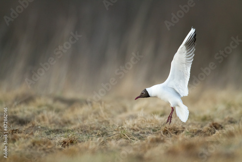 Bird black-headed gull Chroicocephalus ridibundus spring time Poland, Europe
