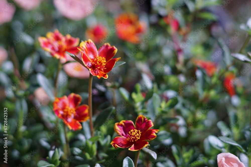 red and yellow flowers