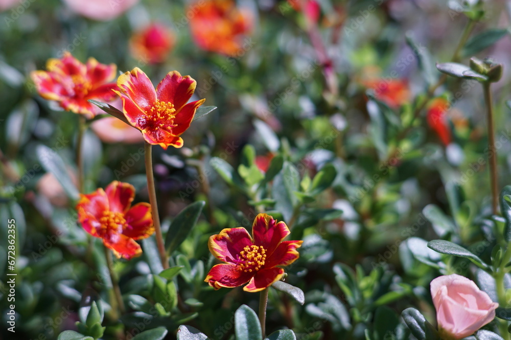 red and yellow flowers