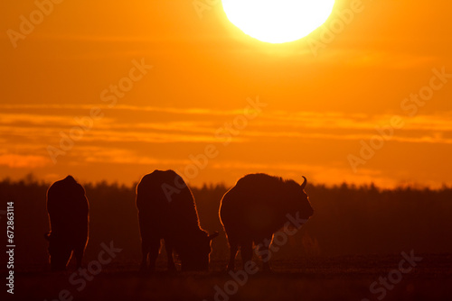 Fototapeta Naklejka Na Ścianę i Meble -  Mammals - wild nature European bison ( Bison bonasus ) Wisent herd standing on field North Eastern part of Poland, Europe Knyszynska Primeval Fores