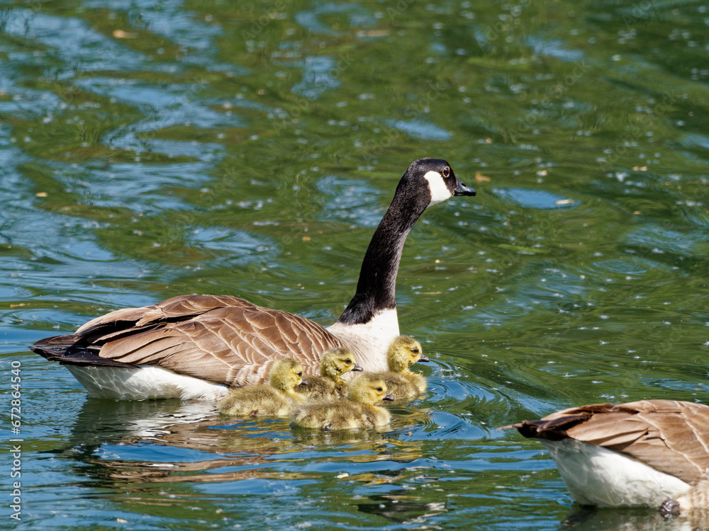 Kanadagans, Branta canadensis, mit Küken Kanadagans, Branta canadensis, mit Küken