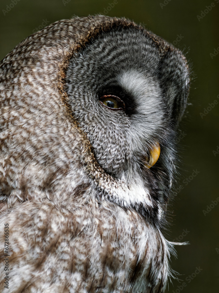 Obraz premium Waldohreule, Asio otus