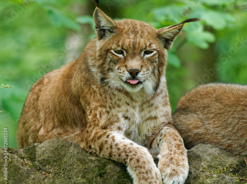Eurasischer Luchs, Nordluchs, Lynx lynx, Luchs © dina