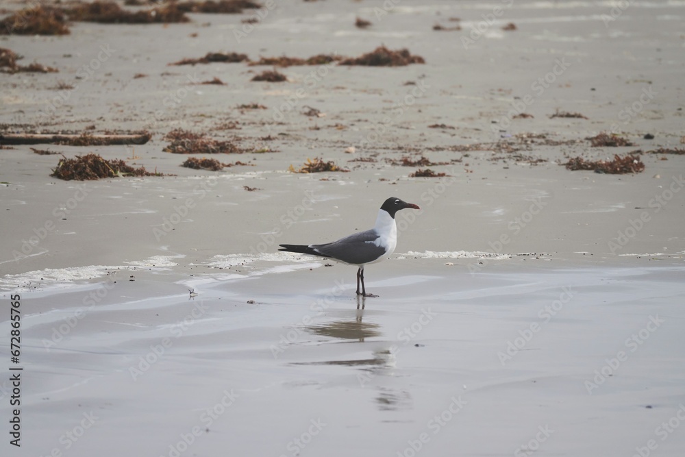 White seagull perched on a sandy beach, searching for food in the nearby area White seagull perched on a sandy beach, searching for food in the nearby area