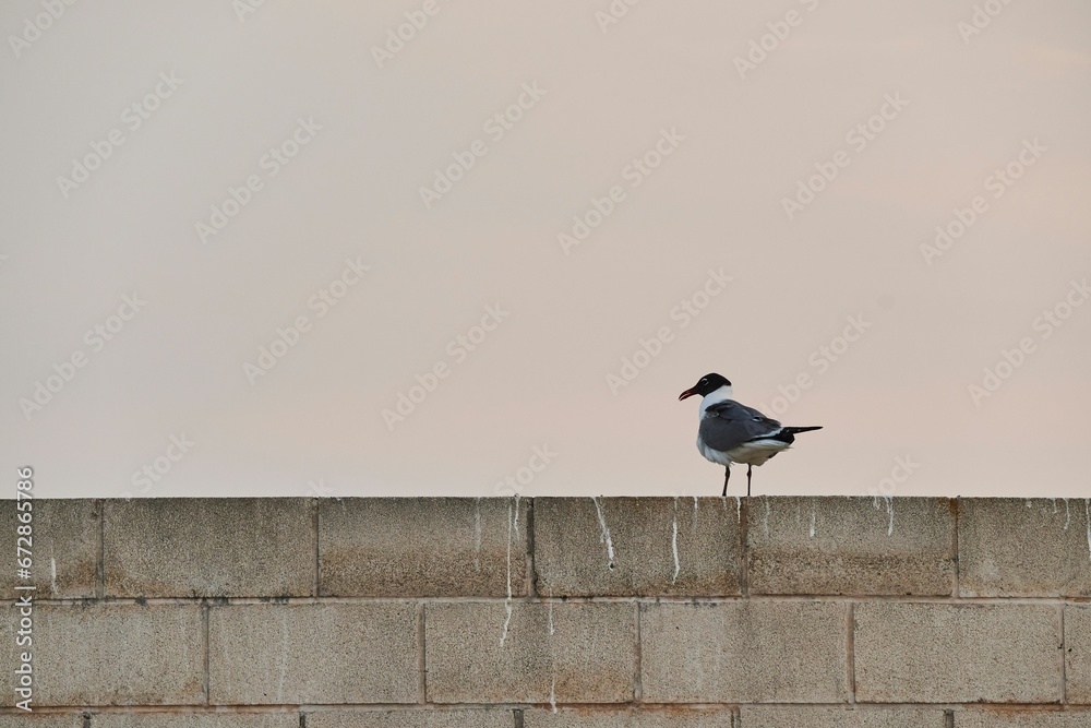 White seagull perched on a sandy beach, searching for food in the nearby area White seagull perched on a sandy beach, searching for food in the nearby area