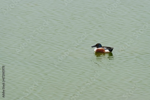 Northern shoveler duck gliding across the surface of a body of water