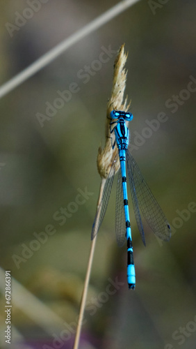 dragonfly on a branch
