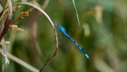 dragonfly on the grass