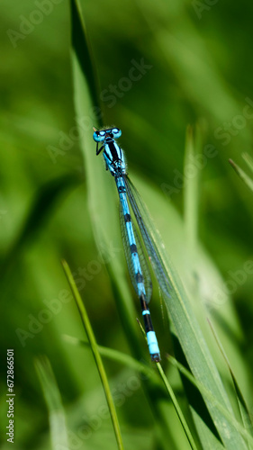 blue dragonfly on grass