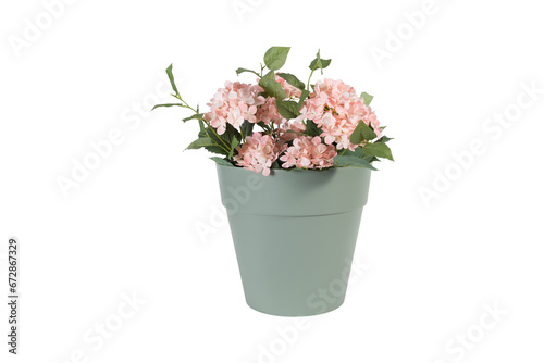 pink flower in a pot on transparent background