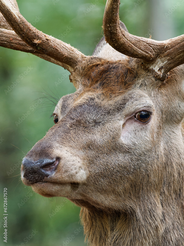 Brunftzeit bei den Rothirschen, Cervus elaphus Brunftzeit bei den Rothirschen, Cervus elaphus