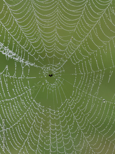 Spinnennetz mit Morgentau im Gegenlicht