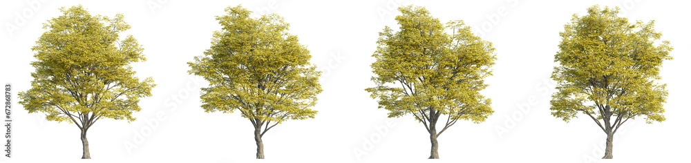 3D rendering of trees on transparent background, for illustration, digital composition, and architecture visualization 3D rendering of trees on transparent background, for illustration, digital composition, and architecture visualization