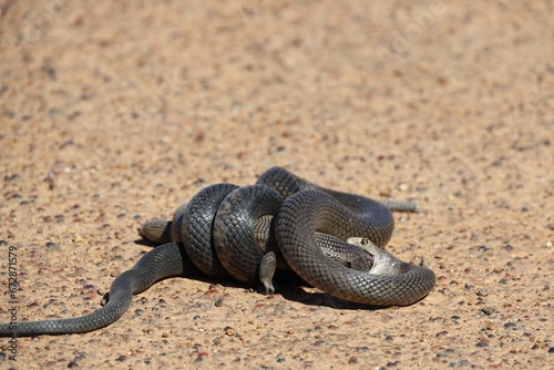 Closeup shot of a dugite snake in sizes up its meal getting ready to consume