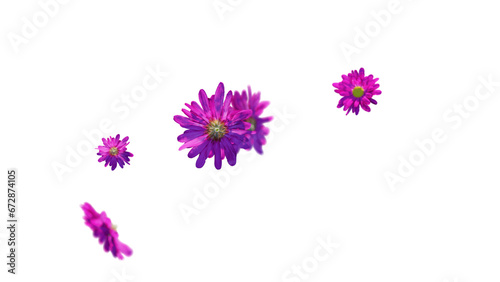 Pink chrysanthemum flowers falling on transparent background