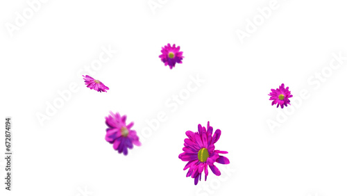 Pink chrysanthemum flowers falling on transparent background