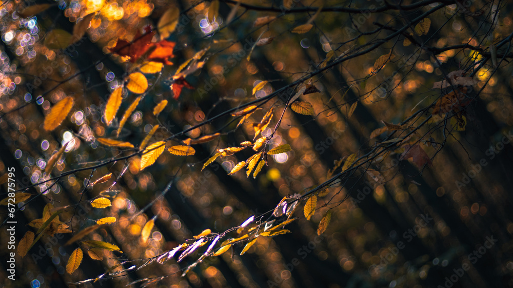 autumn leaves in the sun autumn leaves in the sun