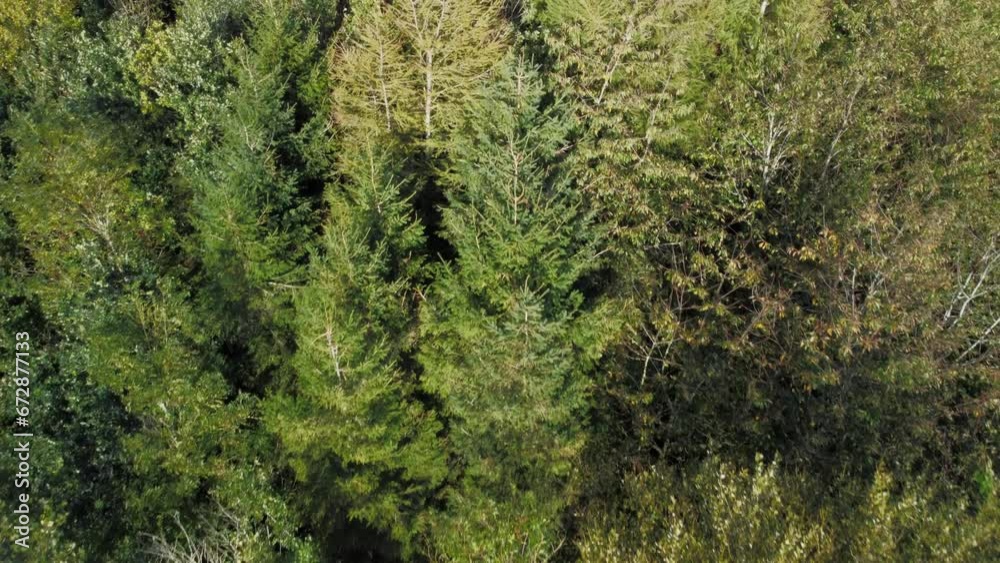 Aerial view 4k deciduous trees, alpine forest and woodland trees in autumn, winter, in Rutland England.
Aerial view 4k deciduous trees, alpine forest and woodland trees in autumn, winter, in Rutland England.