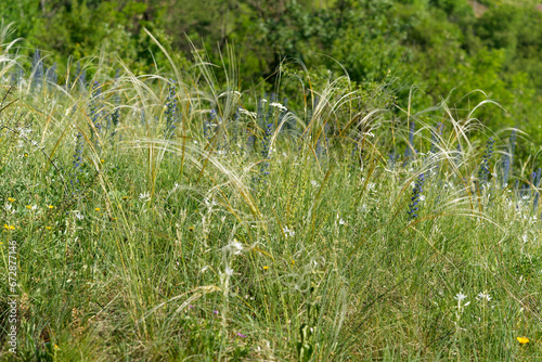 Echtes Federgras, Stipa pennata. photo