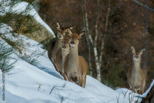 Herd of red deer crossing a snowy forest at first light. Selective focus on a group of female deer with fawn, Alps Mountains, Italy. Animals in the wild in winter.