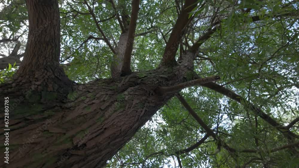 bottom view of the tops of green trees in the forest, circular camera rotation, nature bottom view of the tops of green trees in the forest, circular camera rotation, nature
