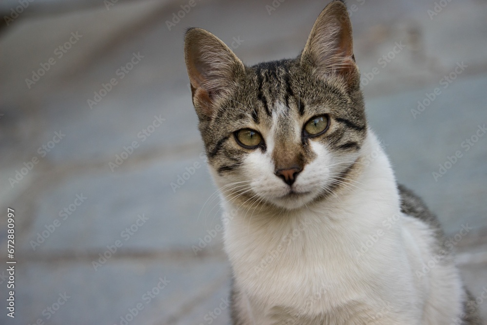 Cute tabby cat looking directly at the camera with a curious expression.