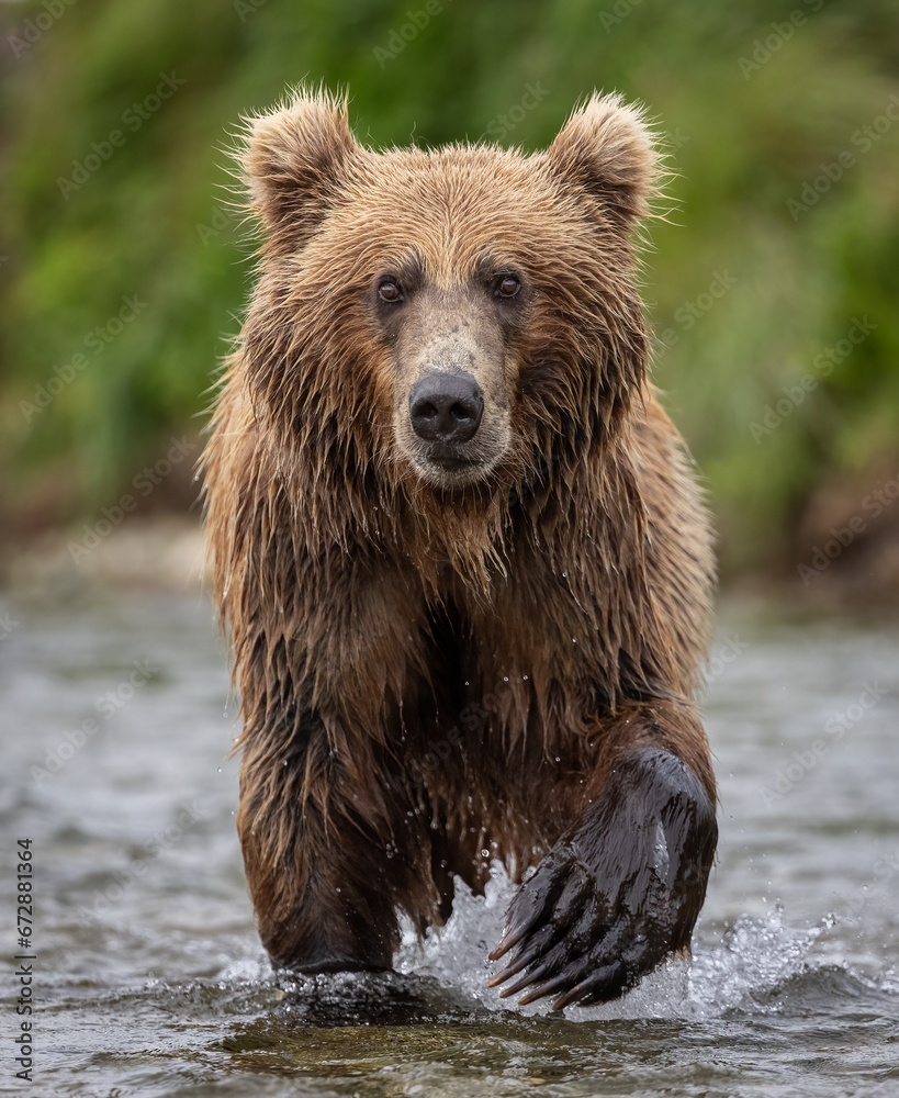 Obraz premium Brown Bear Fishing for Salmon in Katmai, Alaksa