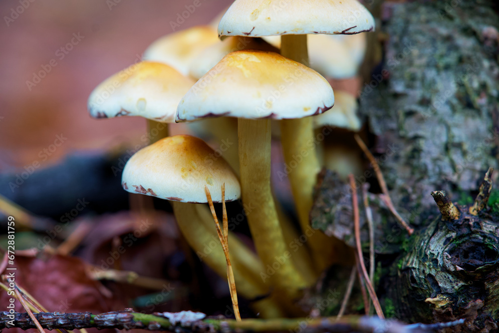 Macro shot of mushrooms in the fall. Mushrooms in autumn Macro shot of mushrooms in the fall. Mushrooms in autumn