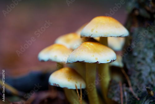 Macro shot of mushrooms in the fall. Mushrooms in autumn