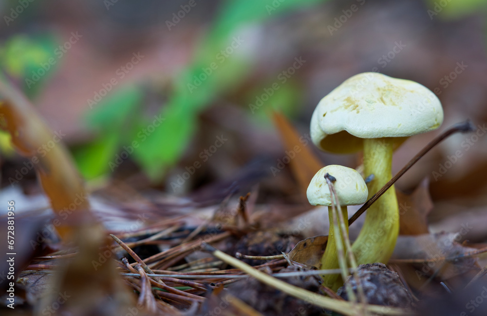 Macro shot of mushrooms in the fall. Mushrooms in autumn Macro shot of mushrooms in the fall. Mushrooms in autumn
