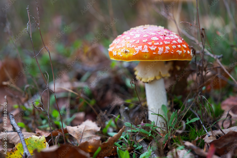 Macro shot of mushrooms in the fall. Mushrooms in autumn Macro shot of mushrooms in the fall. Mushrooms in autumn