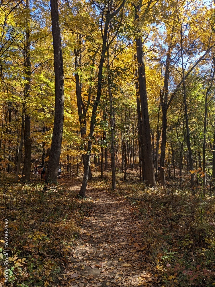 Naklejka premium Foliage in Breakneck Ridge, Cold Spring, New York - October 2023