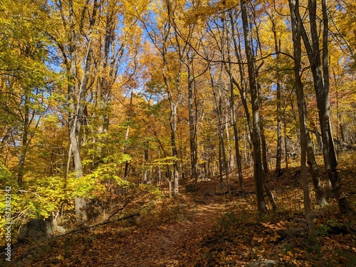 Foliage in Breakneck Ridge, Cold Spring, New York - October 2023 © Smn Jlt