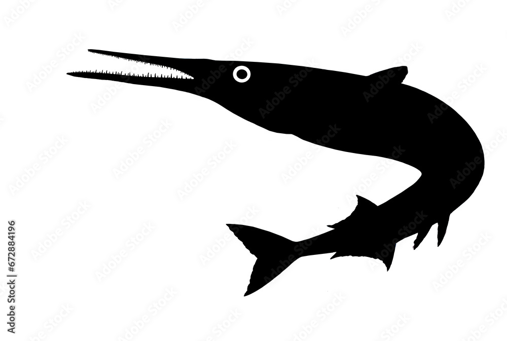 Fototapeta premium Fish silhouette Garfish or Beakfish or Needlefishin motion jumps out of the water. Sea Pike illustration isolate realistic.