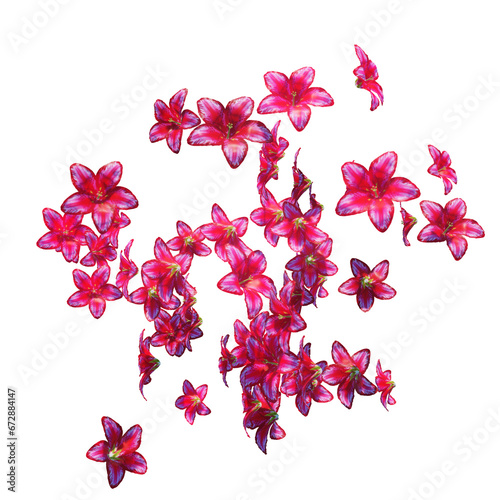 Red lily flowers and petals falling on transparent (ID: 672884147)
