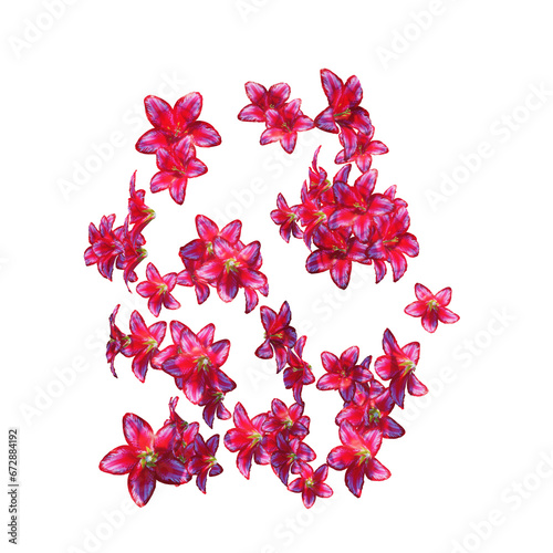 Red lily flowers and petals falling on transparent (ID: 672884192)