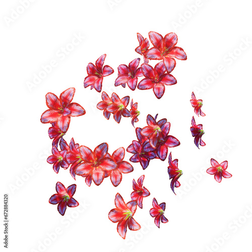 Red lily flowers and petals falling on transparent (ID: 672884320)