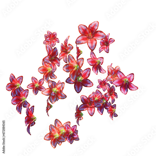 Red lily flowers and petals falling on transparent (ID: 672884365)