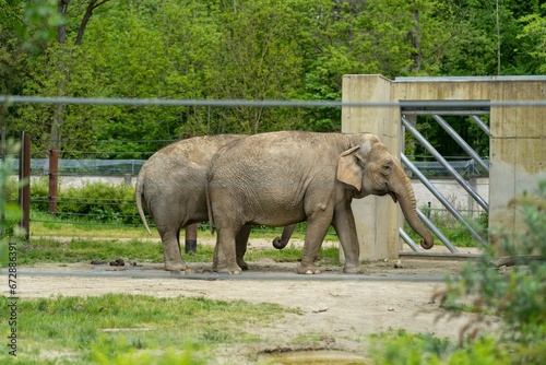 Baby elephant walking slowly along the sandy terrain in its spacious enclosure at the local zoo
