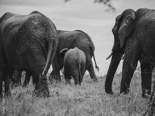 Photography elephants in the wild
