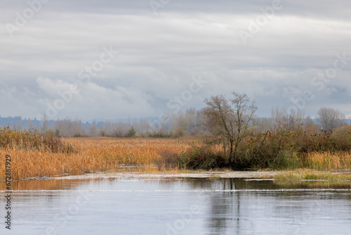 Fall Foliage on a stormy day in the Maryville Estuary